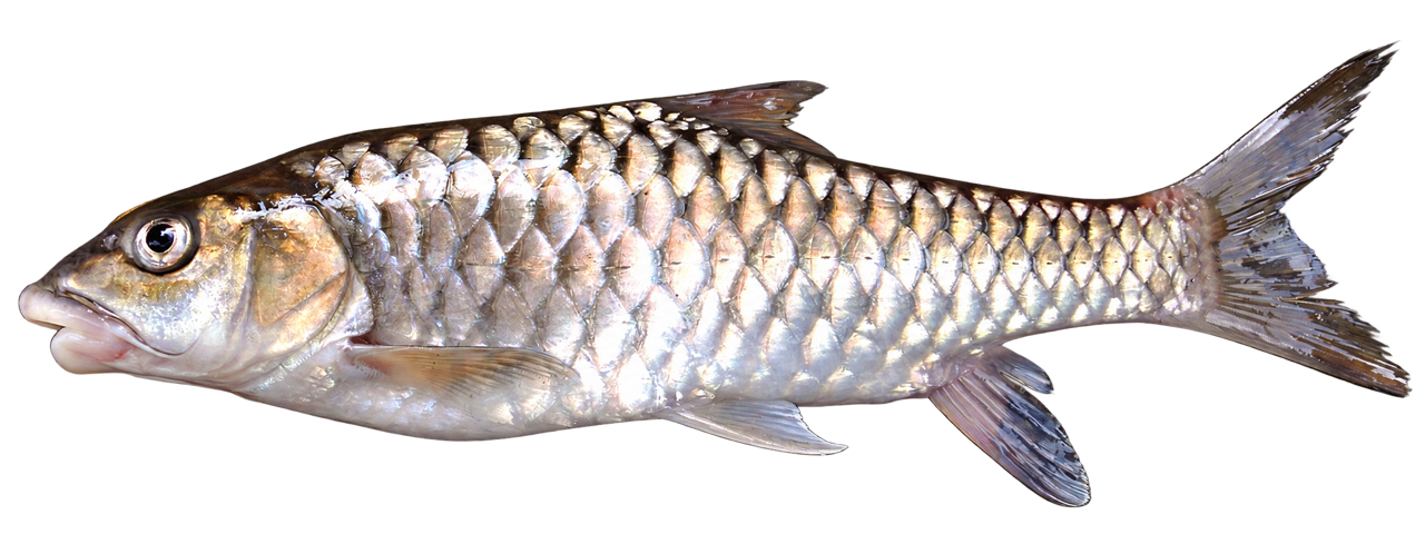 Foto penuh ikan Kelah, termasuk ekor dan sirip